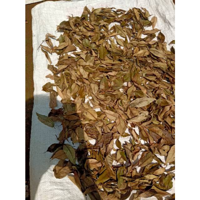 

250 GRAM DAUN PALA MYRISTICA FRAGRANS GODONG POLO NUTMEG LEAVES FALO PALANGGANA KERING DRIED