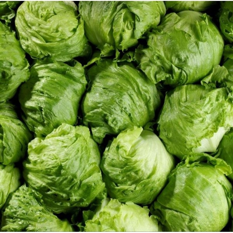 

Lettuce head fresh