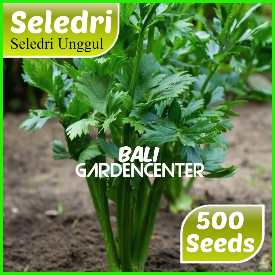 Isi 500 Benih Biji Seledri - Seledri Unggul