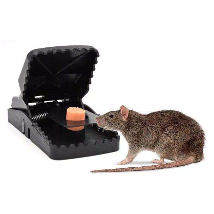 Perangkap Tikus Jepit Mouse Trap Model Jepit Perangkap Tikus