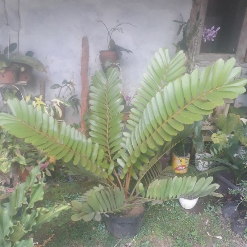 sikas zamia