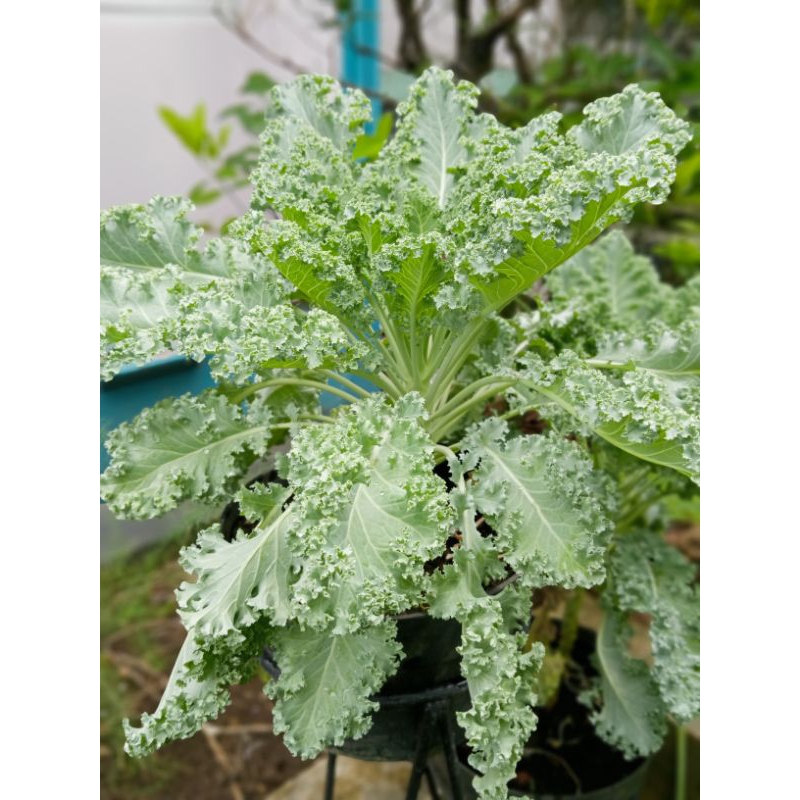 Tanaman sayur kale Curly(green Curly)