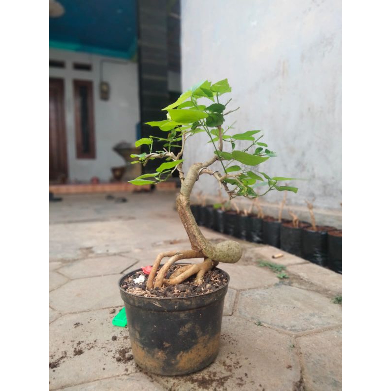 Bonsai bunga sepatu mikro karakter bagus