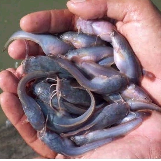 bibit lele Mutiara isi 51 Bonus pakan