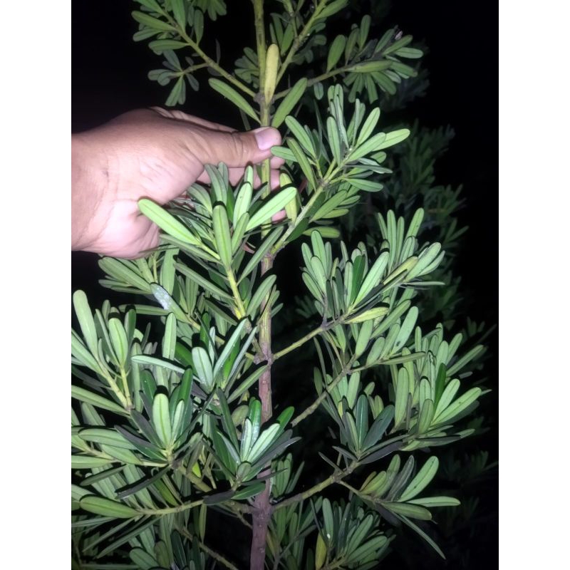 Entres Lohansung Taiwan