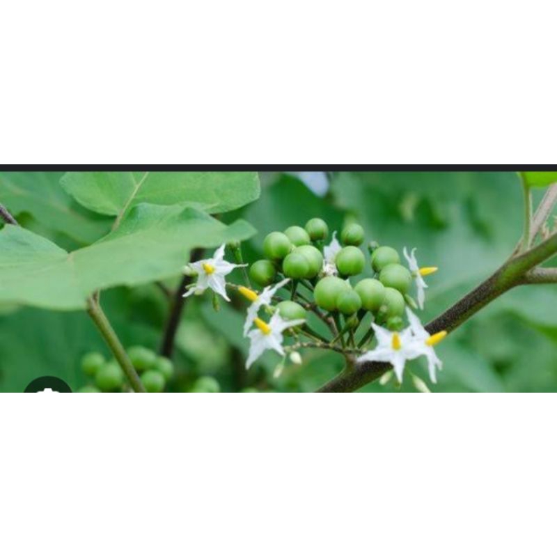 

Buah takokak atau di sebut cepokak Trung Pipit murah 1kg