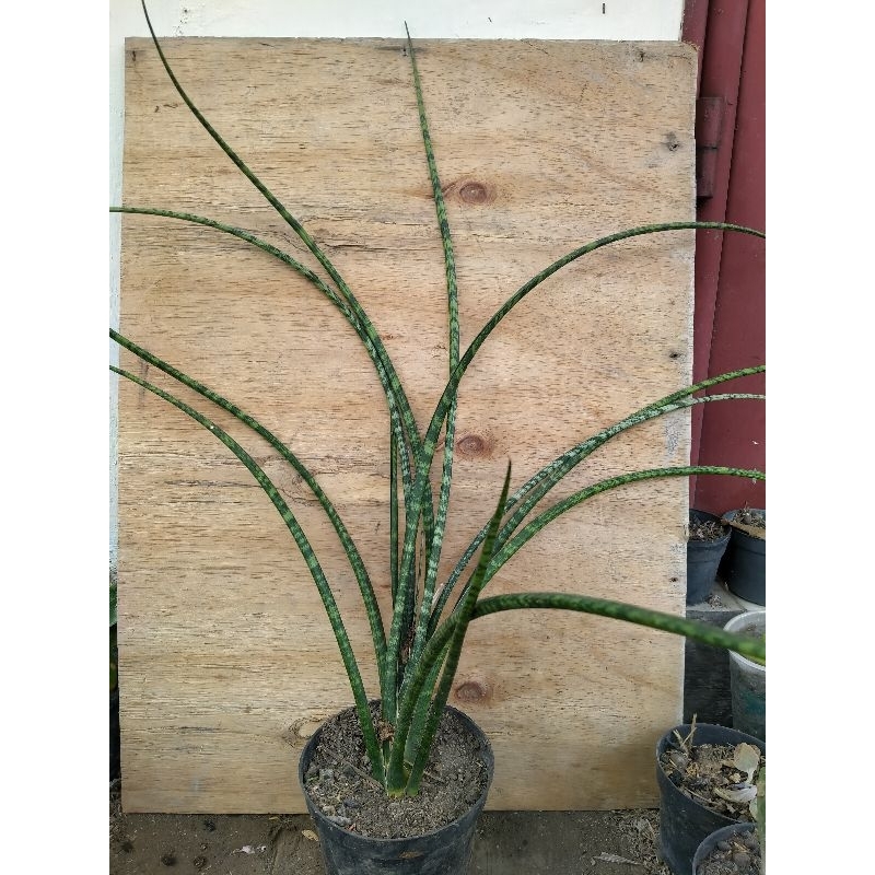 sansevieria fernwood jumbo big size