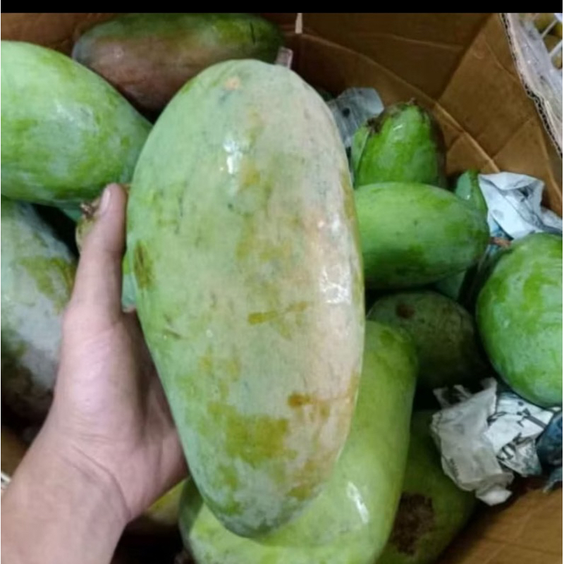 

QUEEN BUAH - MANGGA THAILAND/MANGGA KIOJAY MENTAH UKURAN SUPER 1kg