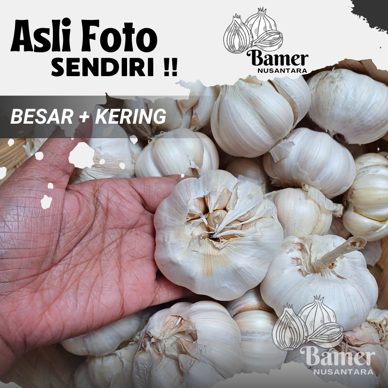 

Bawang PUTIH Termurah Grosir Murah 3 5 10 KG Lokal Nganjuk Kering Baput Putih Bersih Premium Untuk Masakan 3 5 10 Kg Murah Promo Gratis Ongkir Kating Honan Sinco Bawang Super