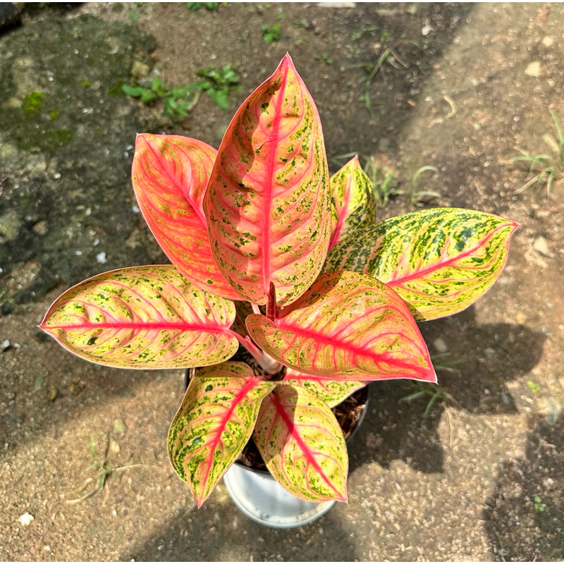 AGLAONEMA WIDURI LILIN