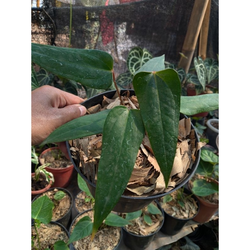 anthurium black sweet original