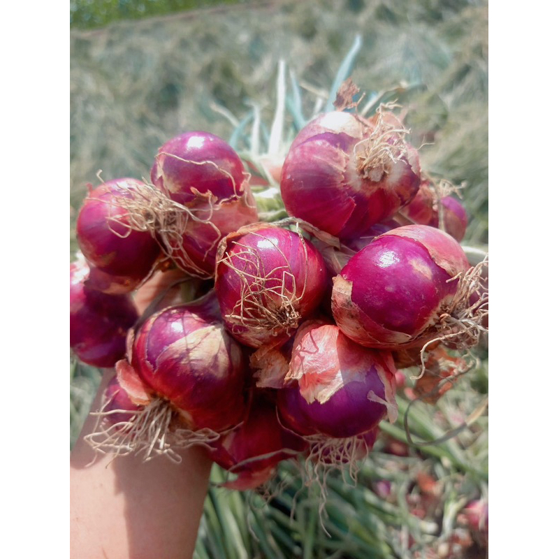 

Bawang Merah Termurah Super (1kg)