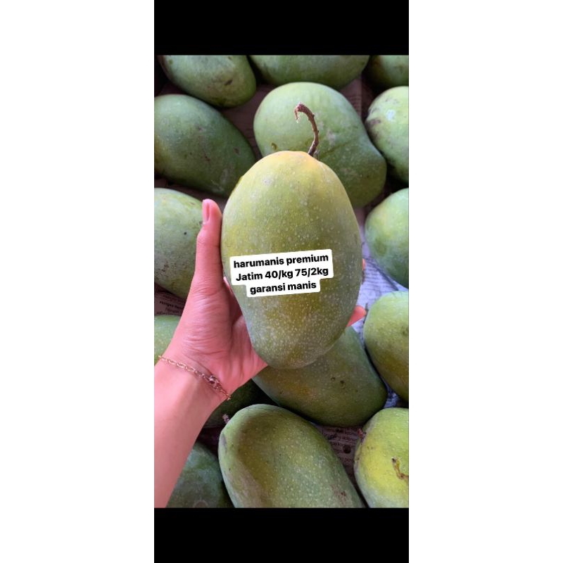 

Harumanis Premium jatim