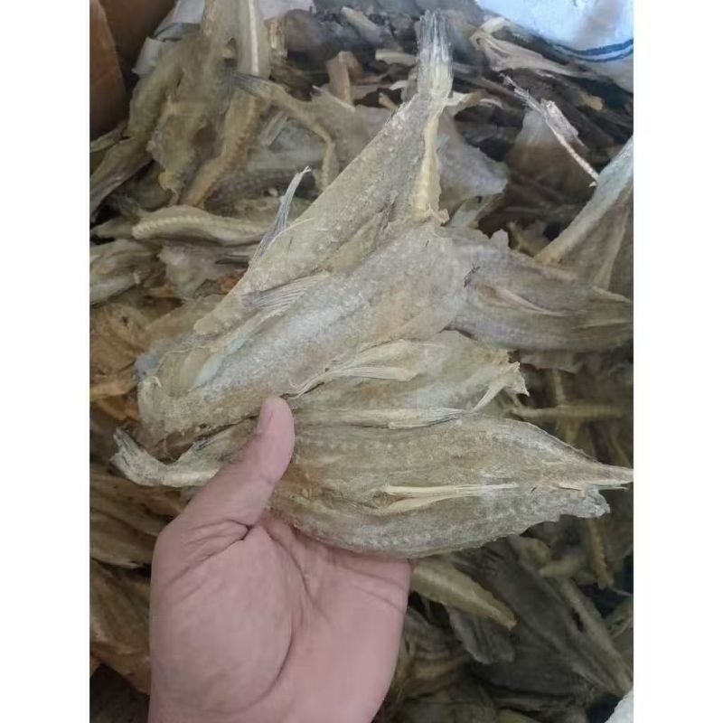 

ready smd ikan tipis tarakan pepija 1kg