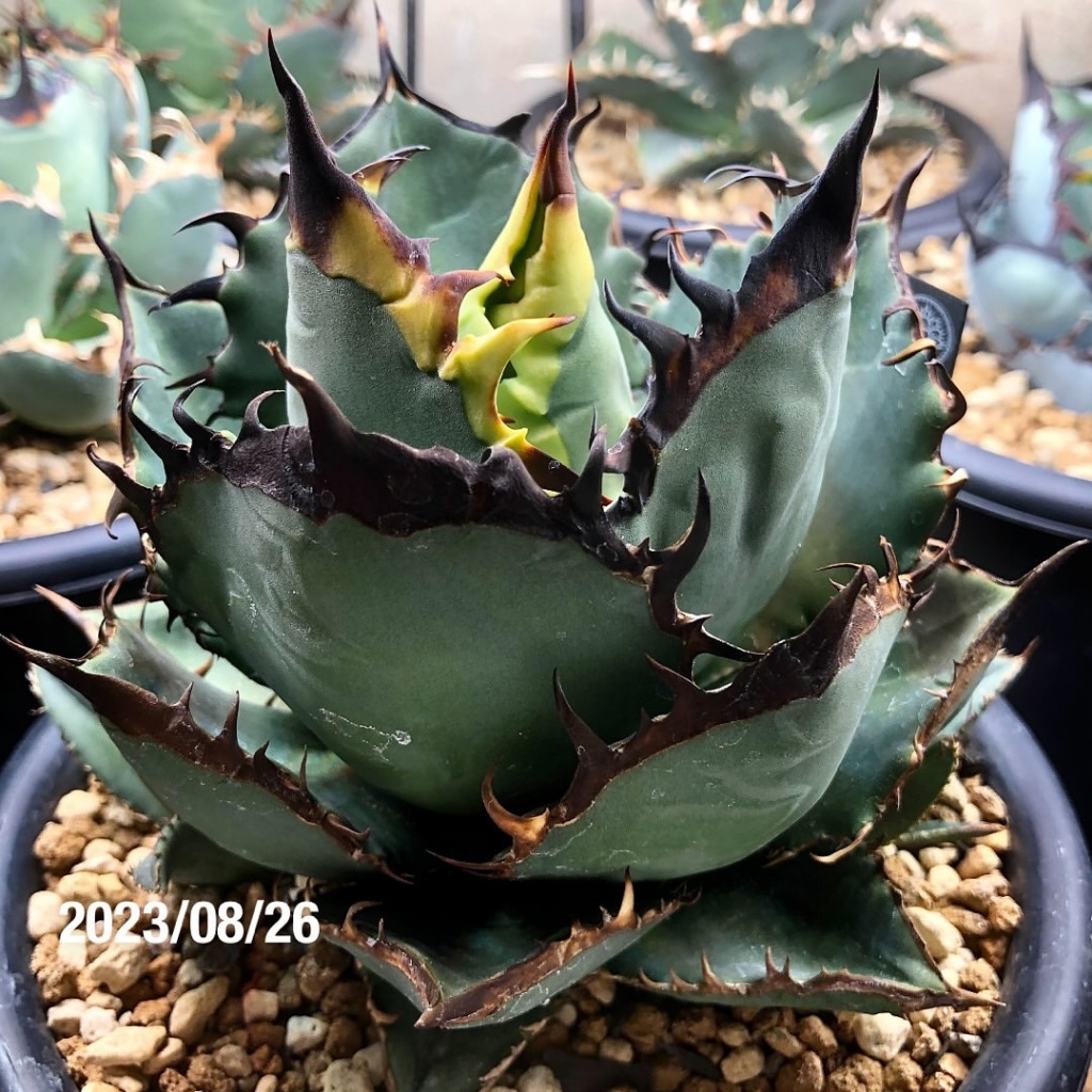 Agave Titanota Blackfire