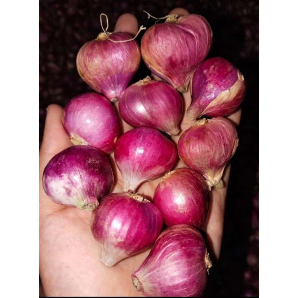 

Bawang Merah Murah 1kg Berkualitas Termurah |Bawang Merah/Bumbu masak