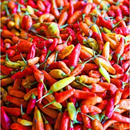 

SIAP KIRIM Cabai Kecil Pedas Kemasan 100gram | 250gram | 500GRAM | 1KG | Fresh