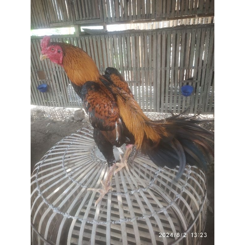 

telur fertil koyngon,