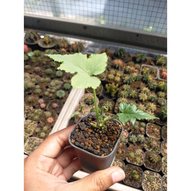 Dorstenia Contrajerva mini bonsai