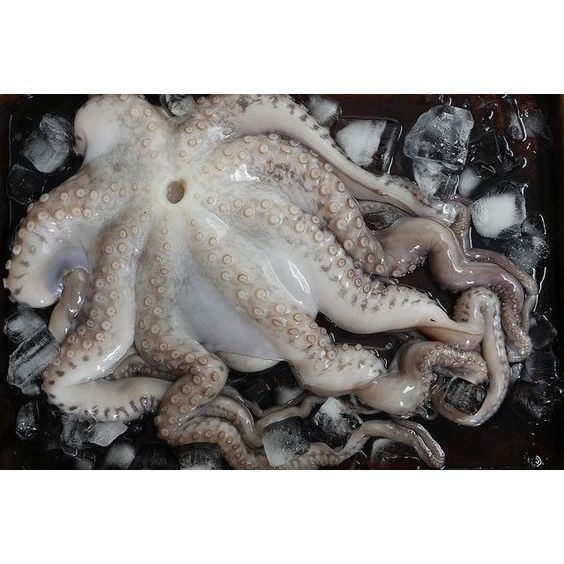 

Gurita frozen utuh 700gram