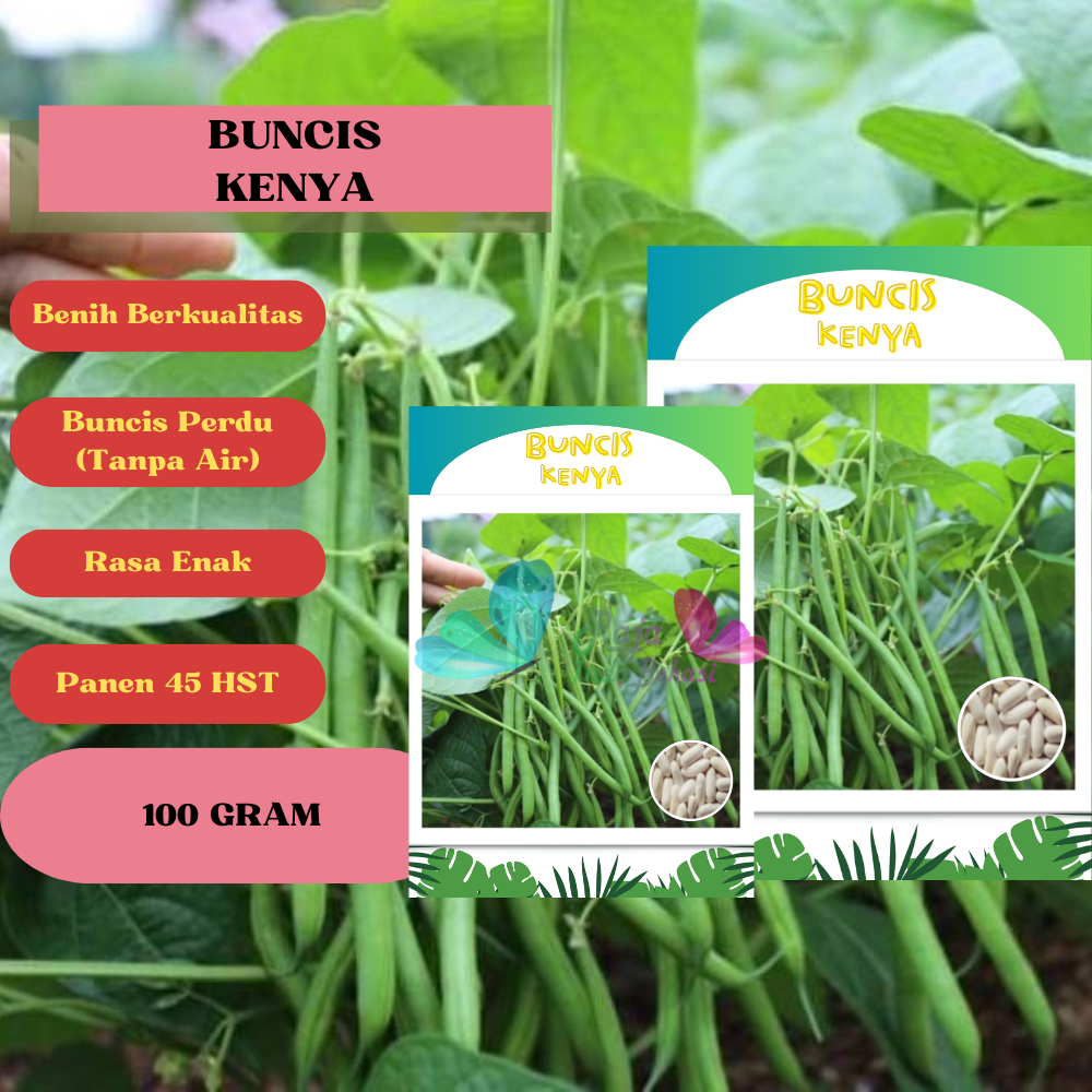 Benih Buncis Tidak Rambat KENYA - Repack 100 250 500 GRAM Benih Berkwalitas Bibit Buncis Perdu Tidak