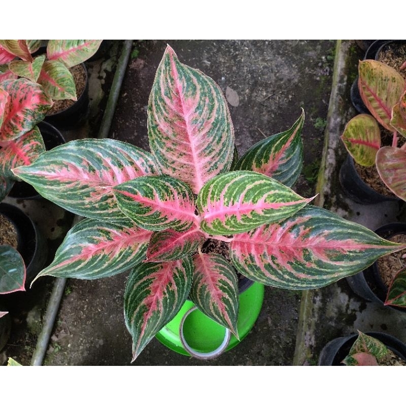 Aglonema Pink Beauty