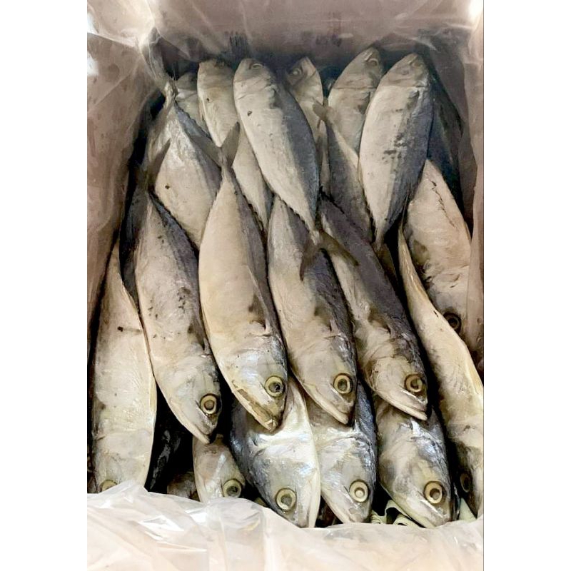 

ikan asin peda putih murah 1 kg