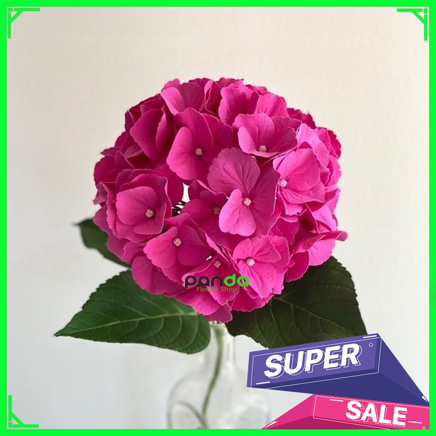 Bibit Import Hydrangea - Bunga Hortensia
