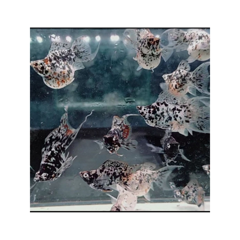 patung molly balon marble Cawang / kebutuhan akuarium / aksesoris akuarium