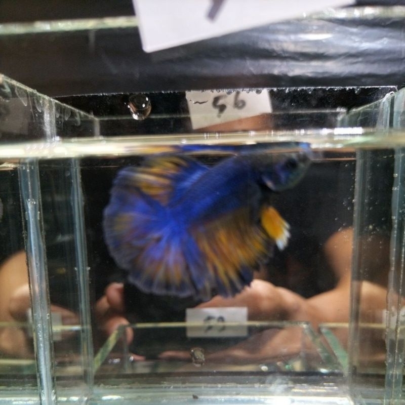 halfmoon king rosetail