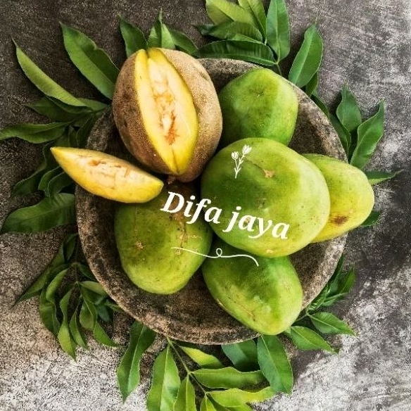 

Buah kedondong jumbo1 kg fresh . langsung petik di perkebunan