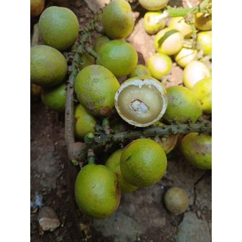 

Buah matoa fresh warna hijau 1kg