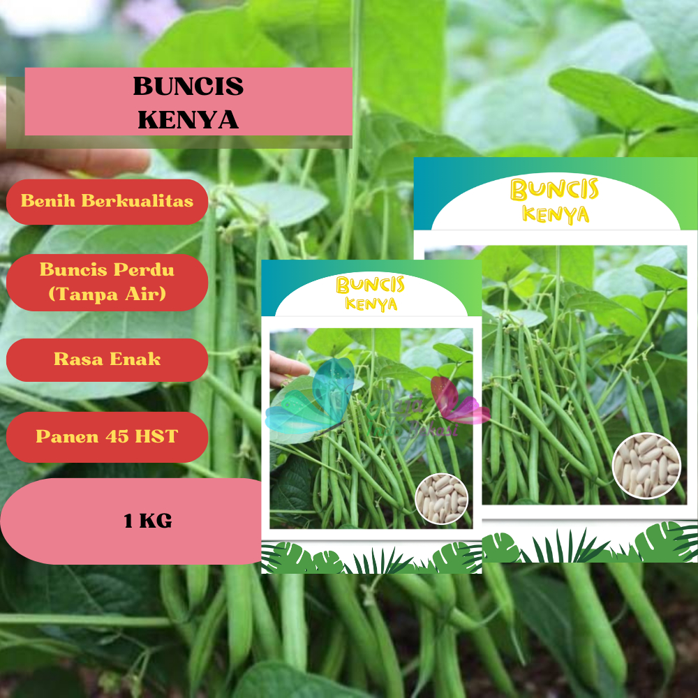 Benih Buncis Tidak Rambat KENYA - Kemasan 1 KG Benih Berkwalitas Bibit Buncis Perdu Tidak Merambat