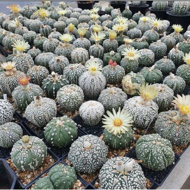 Kaktus Astro Astrophytum Nudum Asterias Kabuto