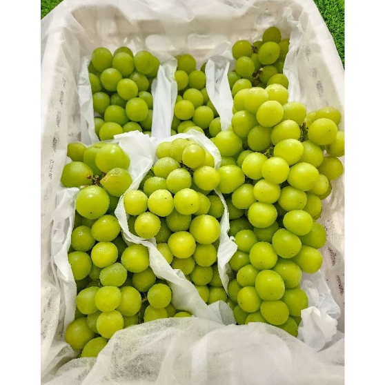 

BUAH ANGGUR MUSCAT CURAH 1KG HIJAU IMPORT IMPOR [HARVEST LINE]