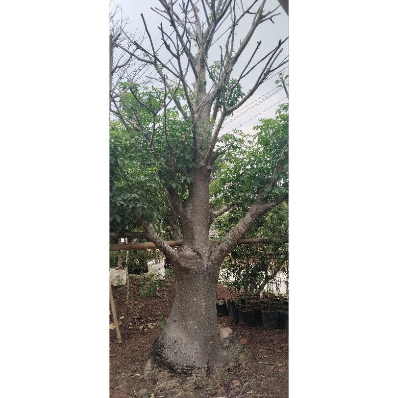 pohon baobab lingkar 2 meter