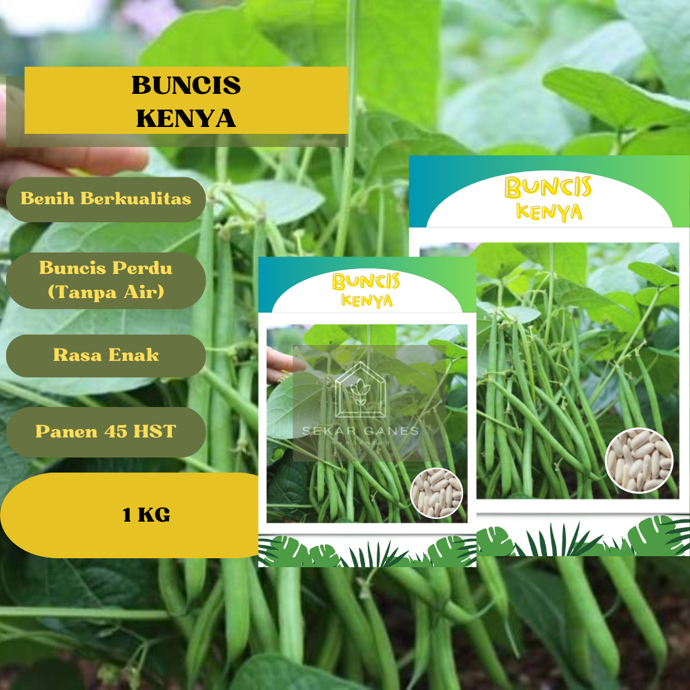 Benih Tanaman Buncis Tidak Rambat KENYA - Kemasan 1 KG Benih Berkwalitas Bibit Buncis Perdu Tidak Me