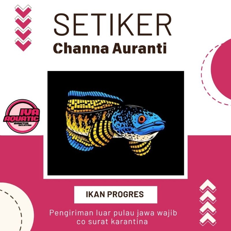 

Setiker Channa Auranti Progres Singgel Tank