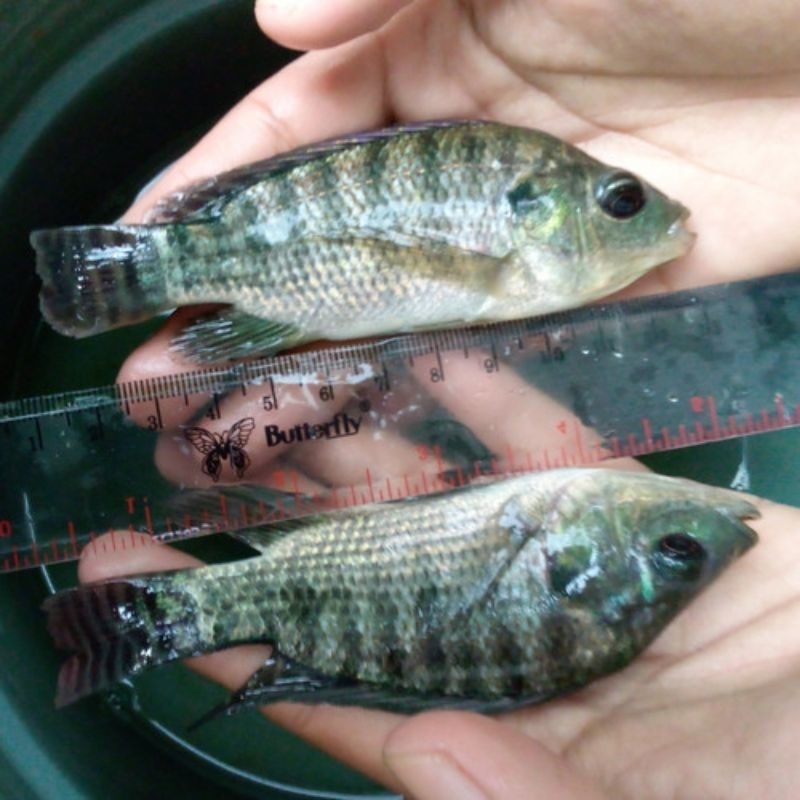 Bibit ikan nila hitam 10-12cm