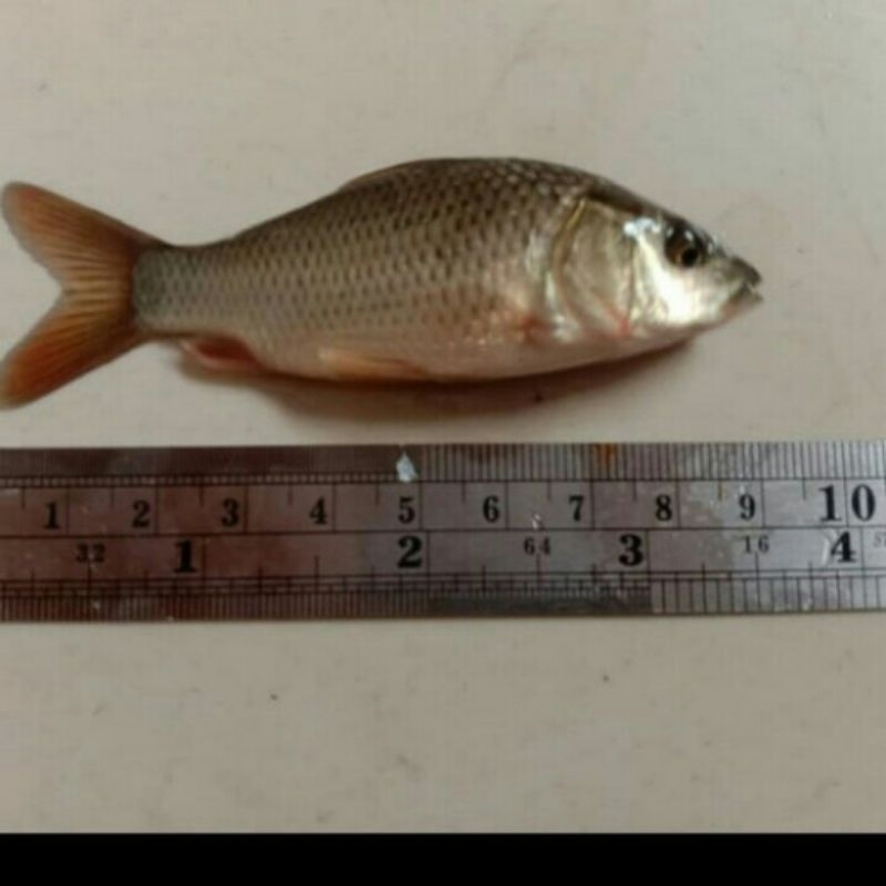 Bibit ikan mas konsumsi 8-9cm