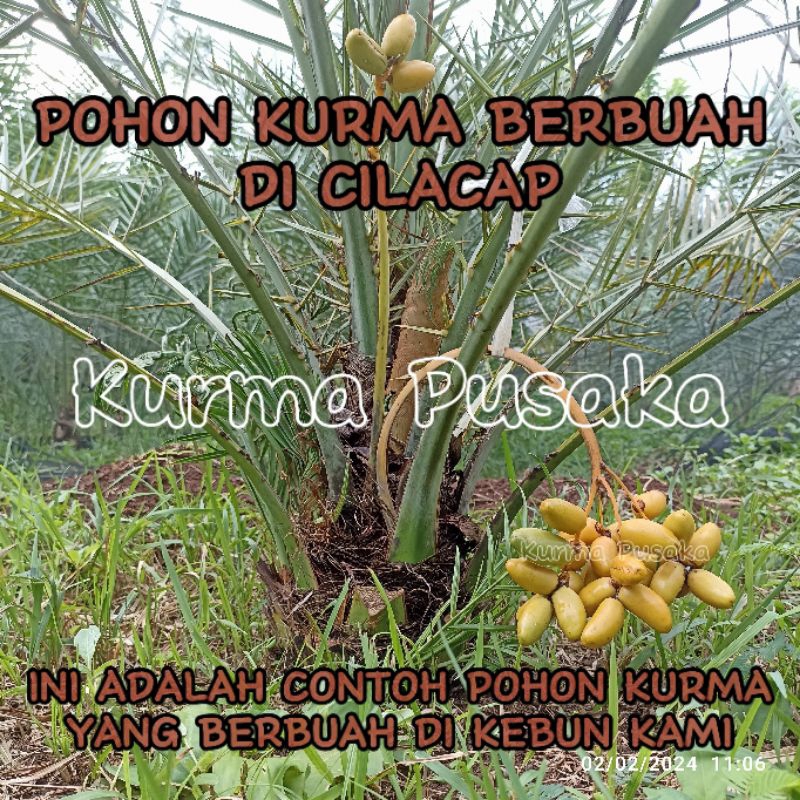 bibit pohon kurma tropis