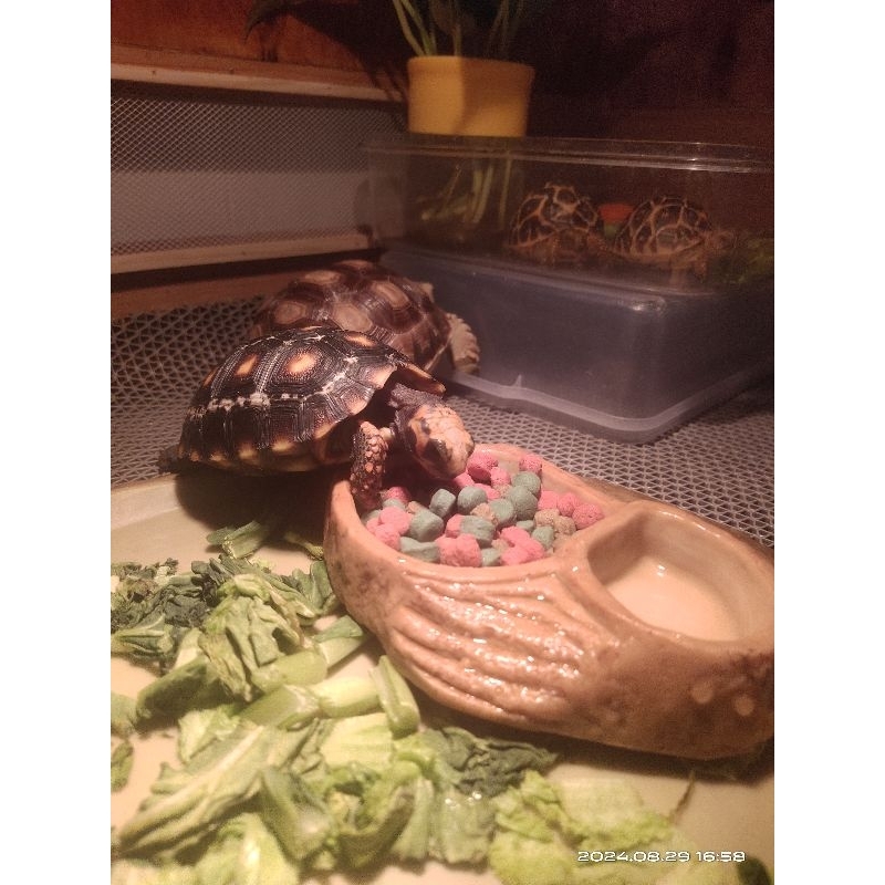 palet kura darat cherry head marble