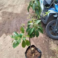 OBRAL - Bibit Alpukat Miki & Aligator Kondisi Berbunga Buy 1 Get 2