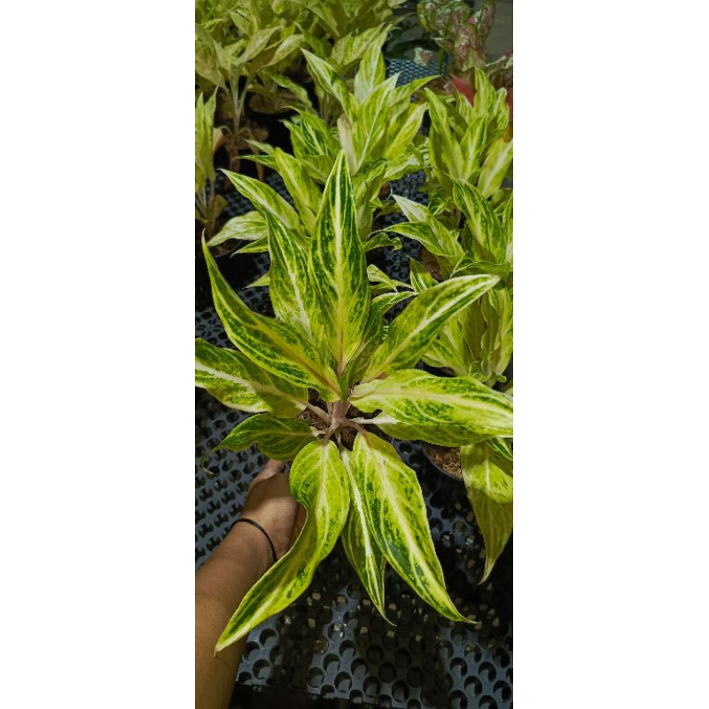 Tanaman hias aglonema white sunset dewasa tanaman hidup