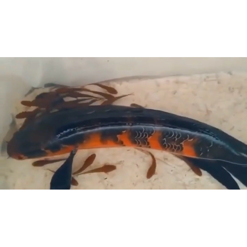 red barito isi 5-10 ekor ukuran 3-4 cm