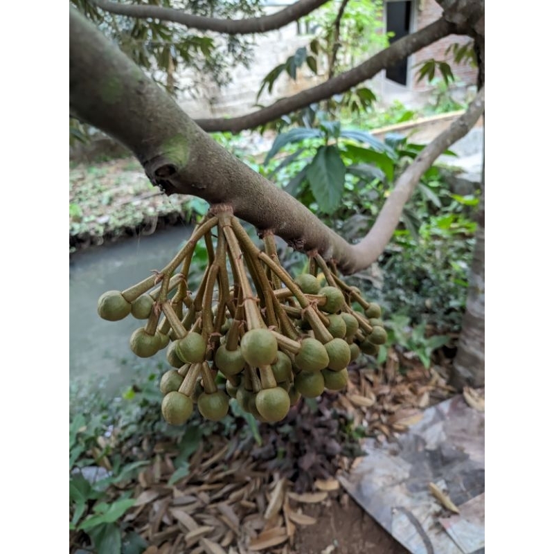 BIBIT OKULASI DURIAN MONTONG HIJAU