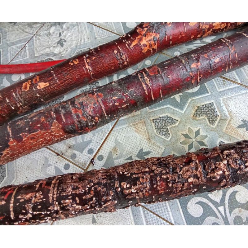 

Akar sikkam kayu Sikkam Tingkem Tjingkeum Cingkam