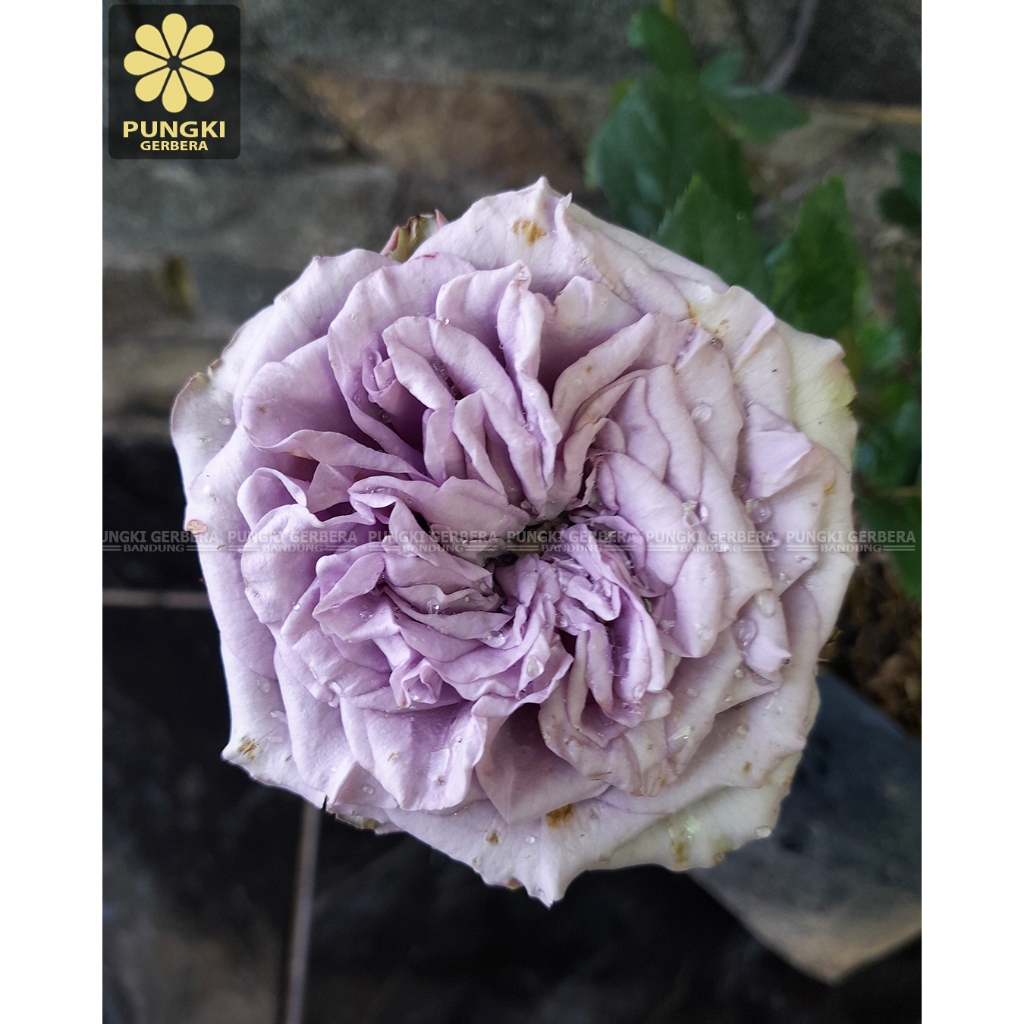 Tanaman Mawar Hidup Dolcetto - Mawar Import - Mawar Holland