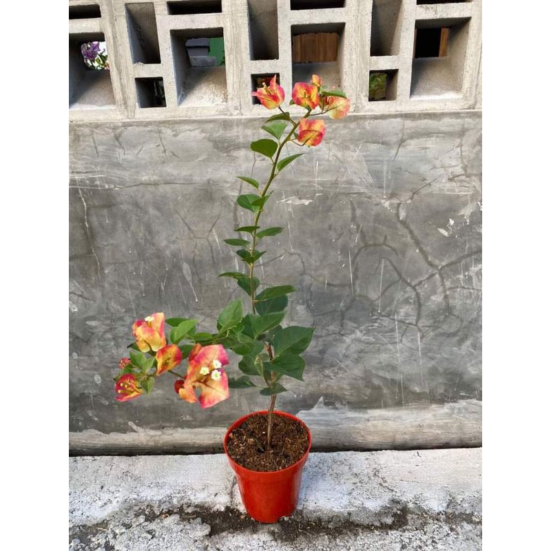 bungga import bugenvil citra monduring istimewa