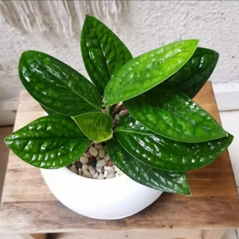 (BISA COD) Tanaman Hias Anthurium Sirih Badak Tanaman Hidup Anturium Sirih Badak Dekorasi Rumah Tana